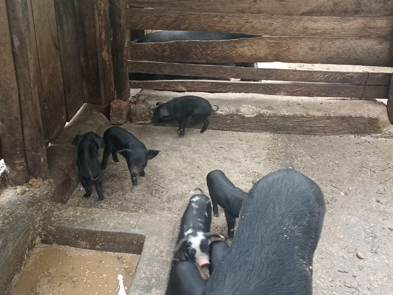 Pigs and piglets