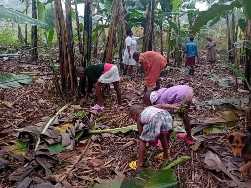 Working with banana plants