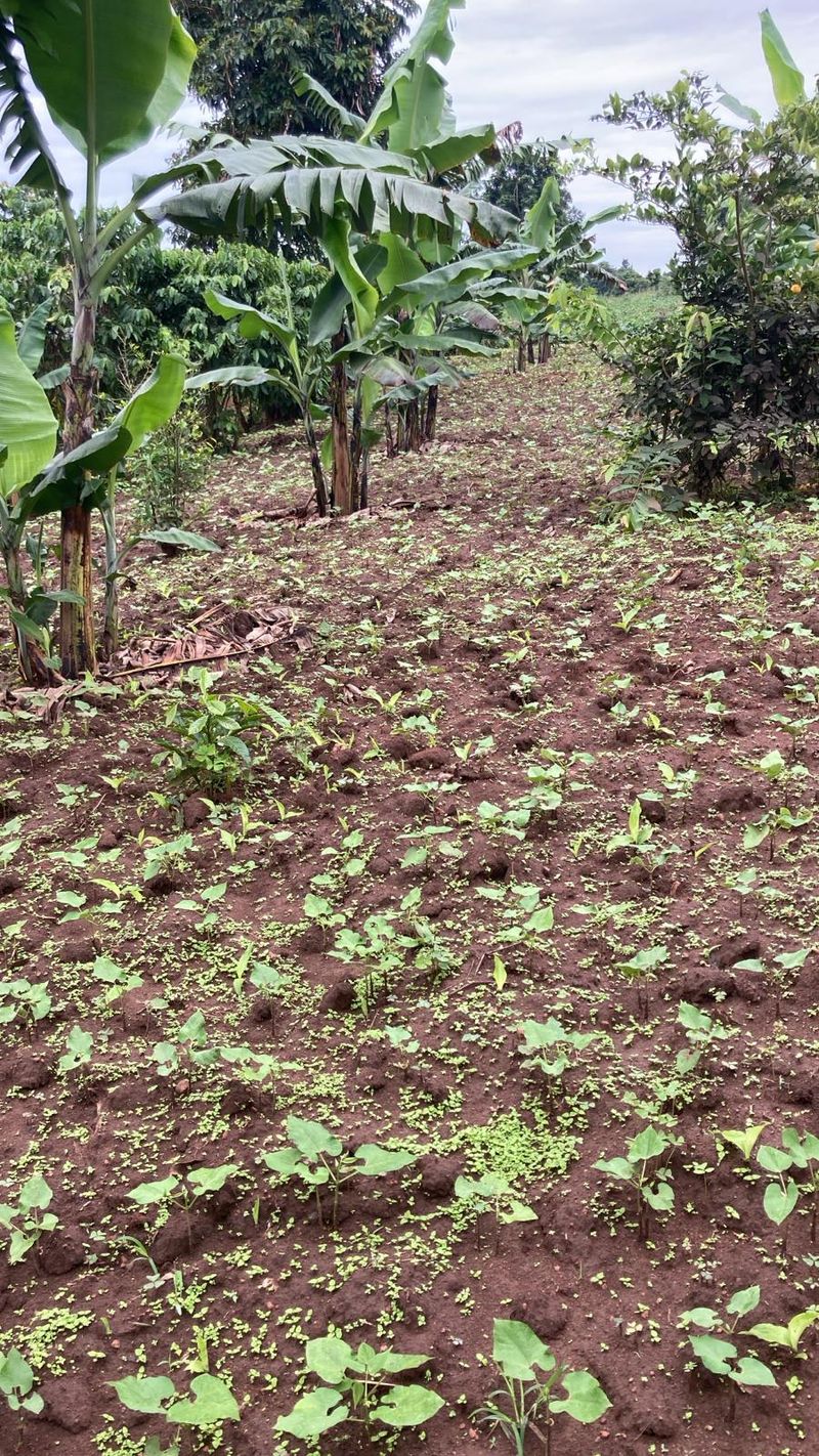 Community agriculture in Binzi, Uganda