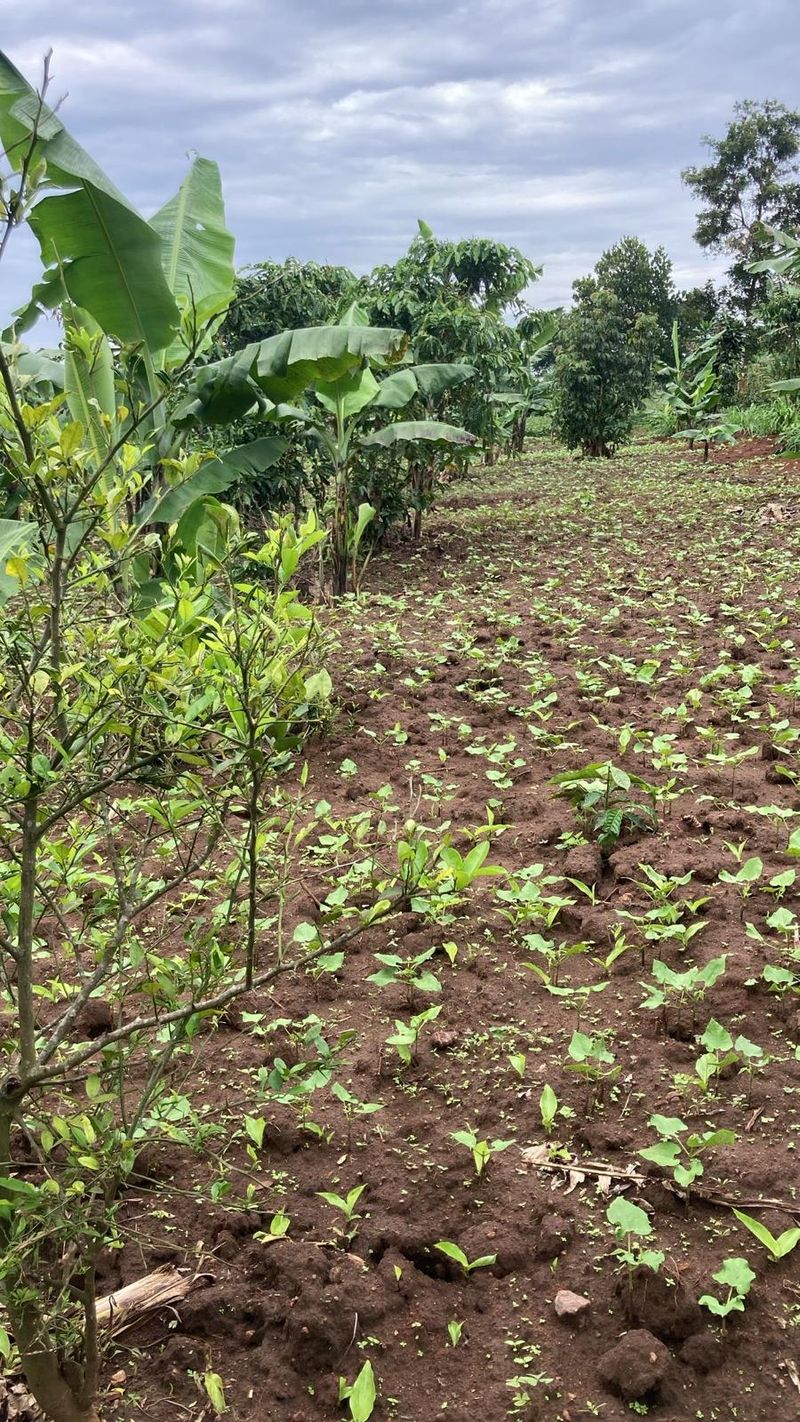 Community agriculture in Binzi, Uganda