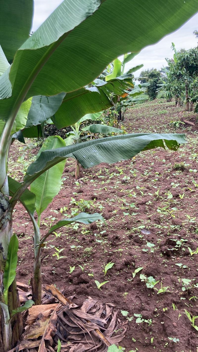 Community agriculture in Binzi, Uganda