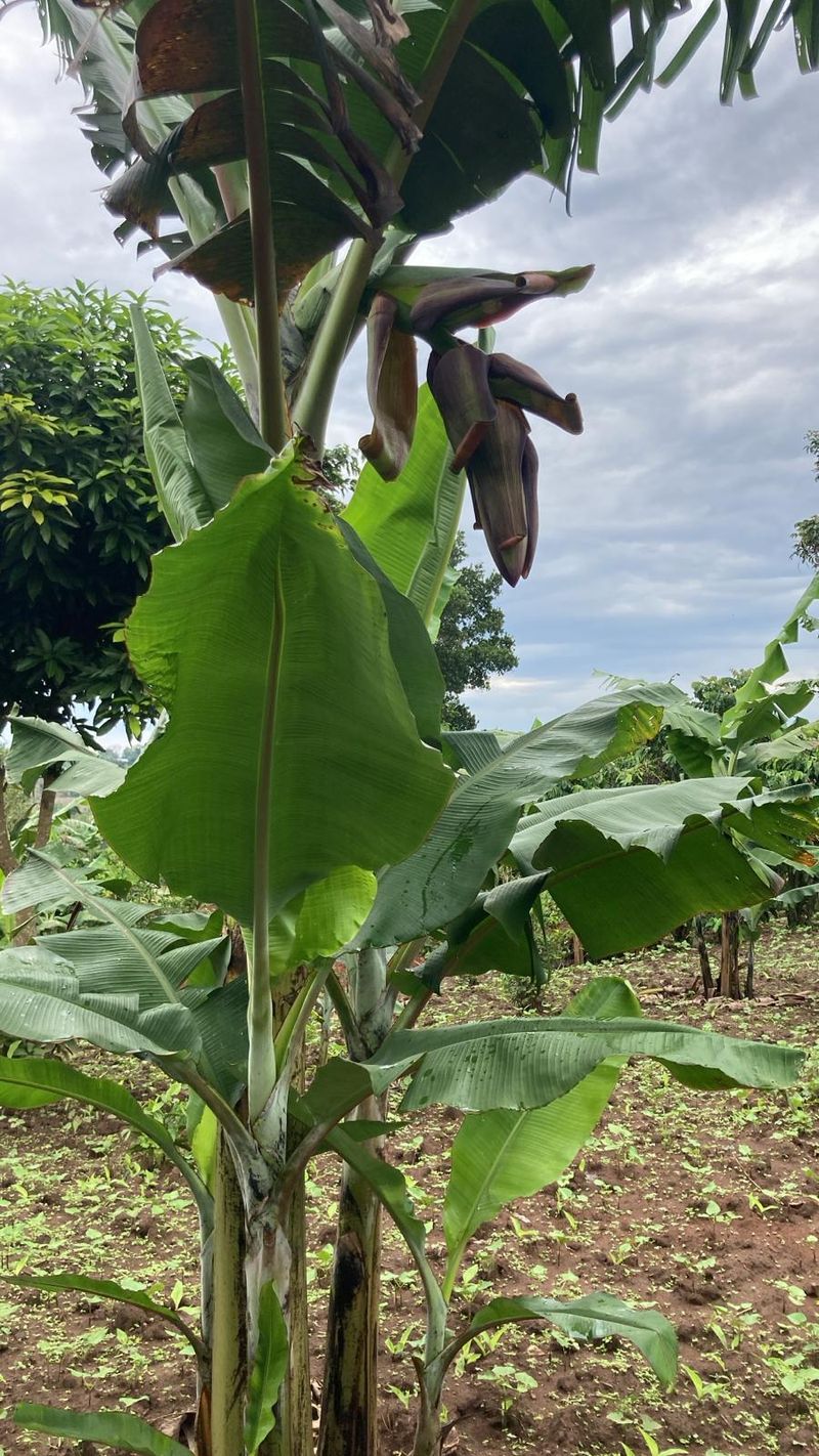 Community agriculture in Binzi, Uganda