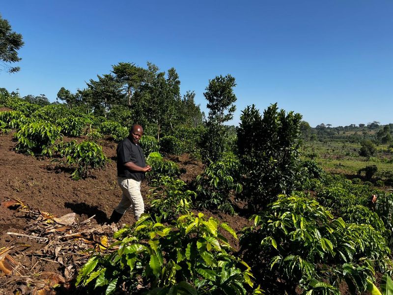 Community agriculture in Binzi, Uganda