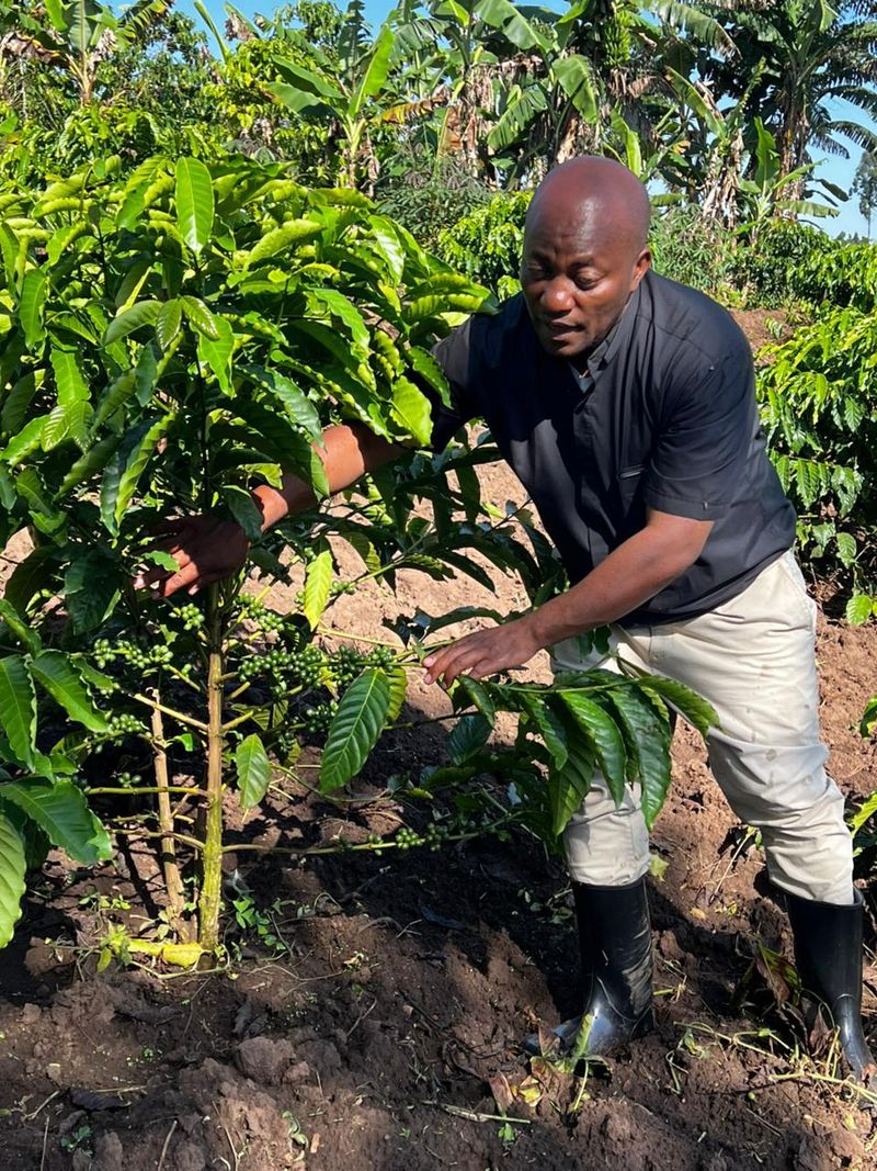 Community agriculture in Binzi, Uganda