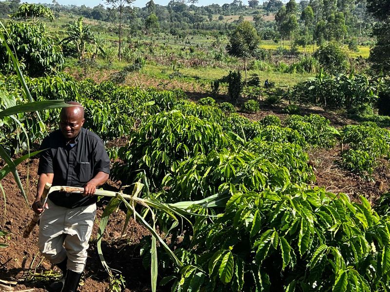 Community agriculture in Binzi, Uganda