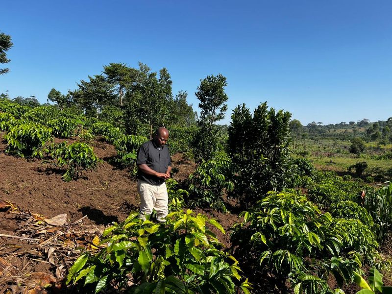 Community agriculture in Binzi, Uganda