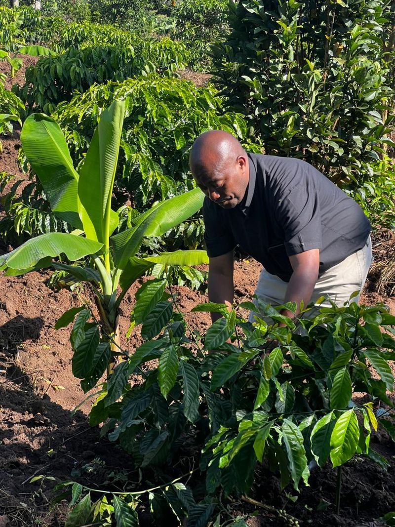 Community agriculture in Binzi, Uganda