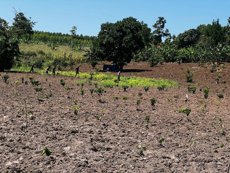 Community agriculture in Binzi, Uganda