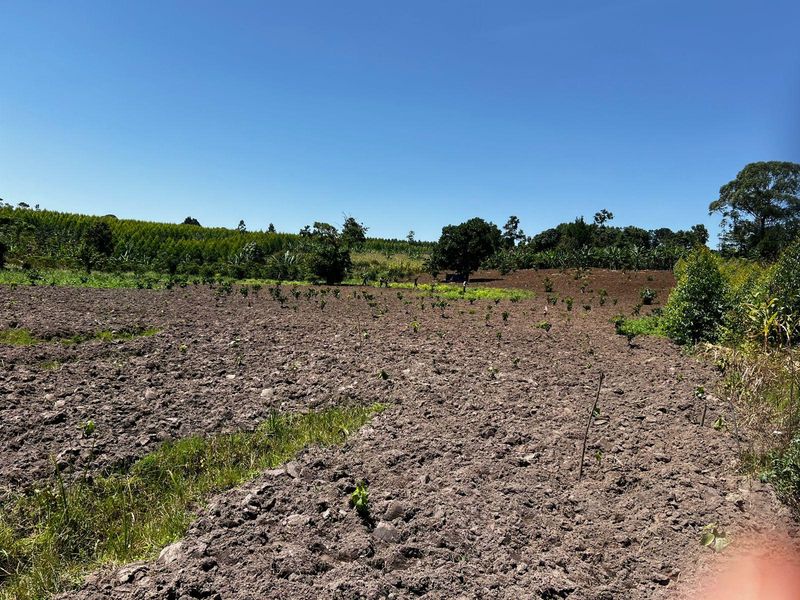 Community agriculture in Binzi, Uganda
