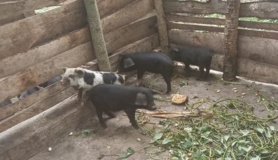 A healthy group of piglets feeding together