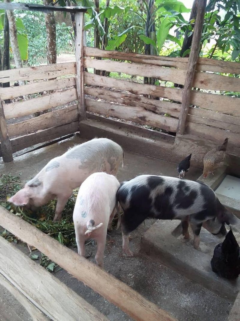 Pigs and chicken farming together